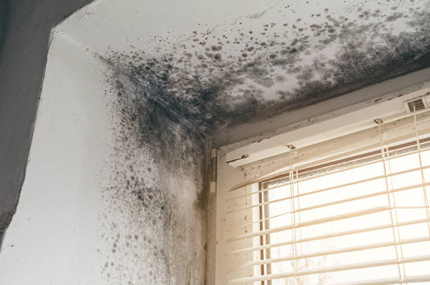 Affordable Black Mold Remediation solutions in Point Lookout, NY